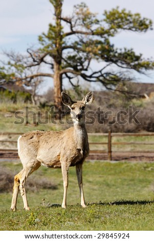 An alert Mule Deer in springtime late afternoon light on a peaceful country estate
