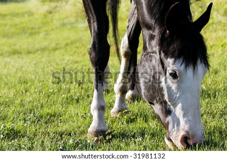Closeup of the head of a black and white Paint Horse grazing on a green pasture in bright sunset light (shallow focus on horse head).