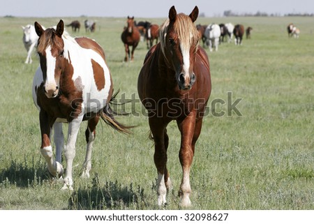 A pair of mares leads the rest of the herd on wide-open land in the American west (focus point on foreground horses).