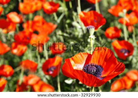 Garden of beautiful red Oriental Poppies (Papaver Orientale) - shallow focus on lower right foreground flower.