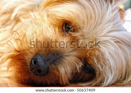 Closeup of the cute and trusting face of a Silky Terrier (breed related to Yorkshire Terrier or Yorkie) while it rests in sunlight and looks straight at the camera.