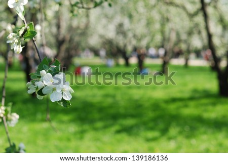 Apple blossom in an orchard, single branch
