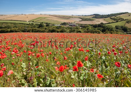 Poppy field in South Downs way, East Sussex, England, selective focus