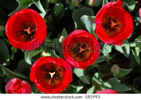 Tulip Farm Oregon