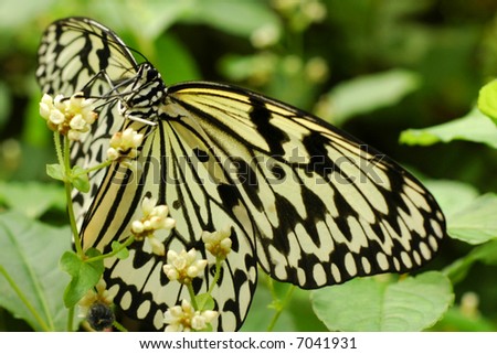 black and white patterns butterfly. stock photo : Butterfly with lack and white pattern on wings.