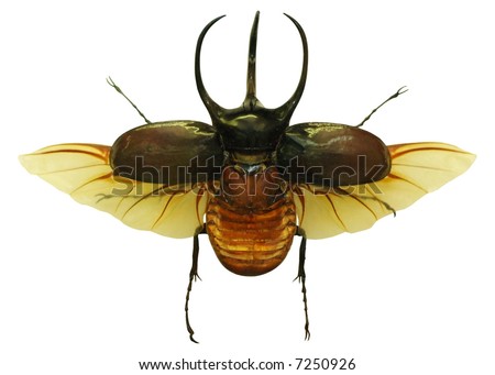 Beetles With Wings