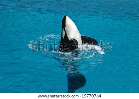 Killer whale floating on water and splashes a lot of water.