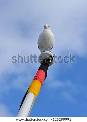 Sea gull at flag pole