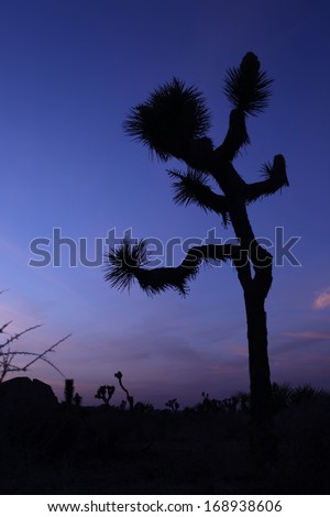 Joshua Tree Silhouette at Dusk
