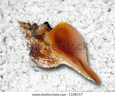Horn Sea Shell on Sand Fantasy Background Photo Prop (Insert Your Infant Client!)