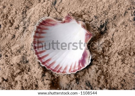 Sea Clam Shell on Sand Fantasy Background Photo Prop (Insert Your Sleeping Infant Client!)