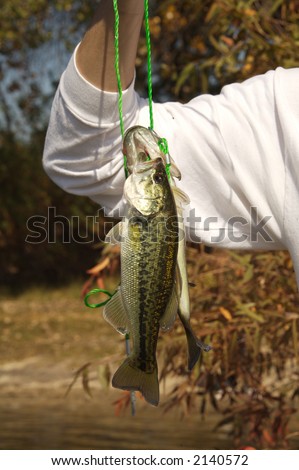 Big Mouth Bass Fish Hanging on a Line