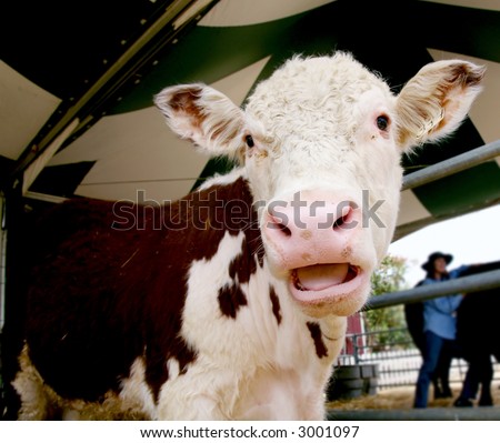 Cow With Funny Expression