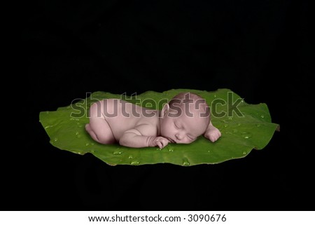 Infant Baby Sleeping on Lilly Pad