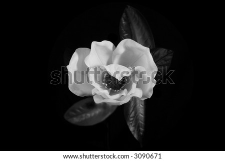 Magnolia Flower on a Black Background