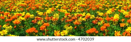 Panoramic Shot of a Field of Yellow and Orange Marigolds