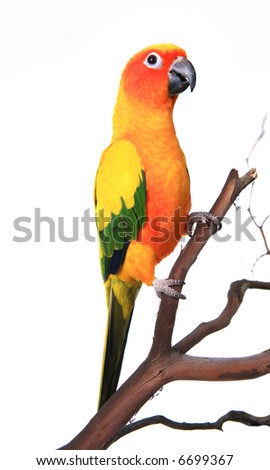 Bold Beautiful Sun Conure Bird Parrot on a Tree Branch