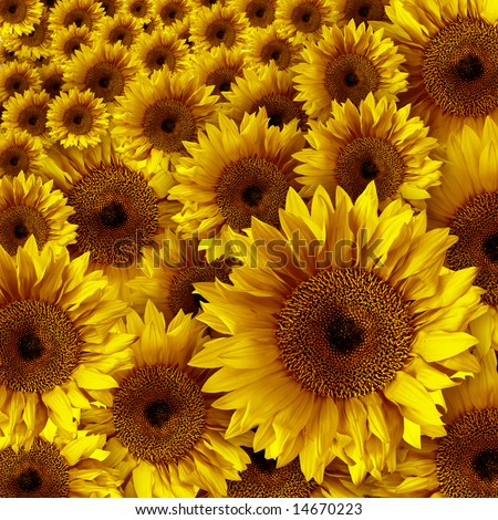 Yellow Vintage Rustic Looking Grunge Sunflower Background