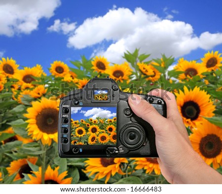 DSLR Camera Taking a Photograph of a Sunflower Field on a Sunny Day