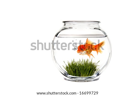 goldfish bowl clipart. Goldfish Bowl With Green