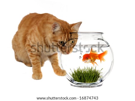 goldfish bowl and cat. a Goldfish in a Bowl