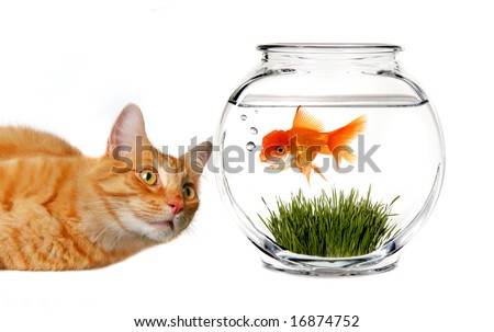 goldfish bowl and cat. stock photo : Orange Tabby Cat