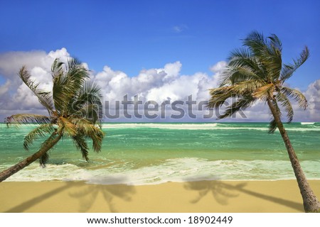 Palm Trees Hanging Over a Sandy White Beach with Stunning Turquoise Waters in Hawaii