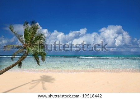 hawaii beaches with palm trees. Beach With Palm Tree in