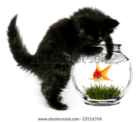 stock photo : Black Cat Reaching Into Fishbowl With a Shocked Scared 