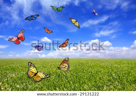 free images of butterflies. Butterflies Flying Free in