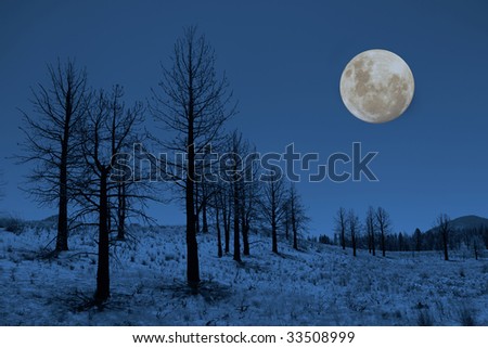 Moon and Trees in the Sierra Mountains