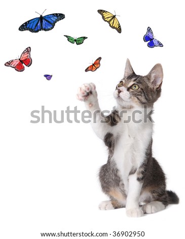 Pictures Of Butterflies Flying. Butterflies Flying Around