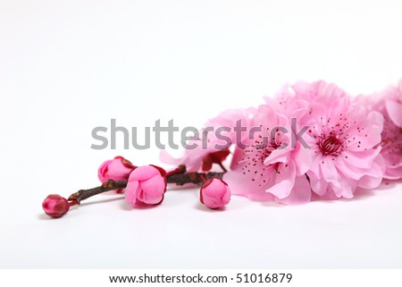 Closeup of  Pink Cherry Blossom Flowers With Copy Space for Text