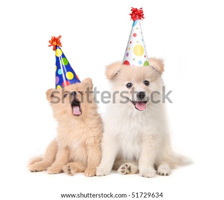 funny puppies. stock photo : Funny Puppies