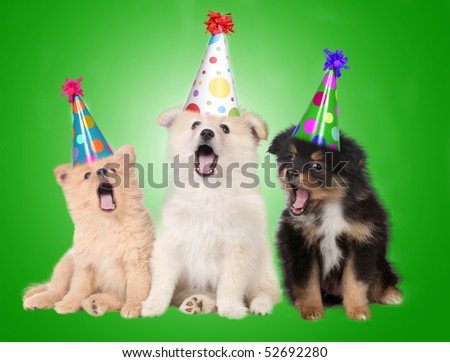 Funny Singing Birthday Celebrating Puppy Dogs Wearing Party Hats