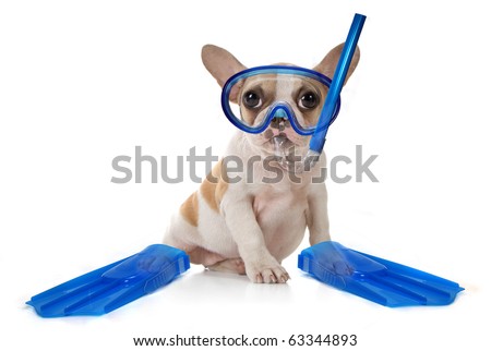 Sitting Puppy Dog With Snorkeling Gear of a Mask With Fins. Studio Shot