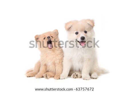 pomeranian wallpaper. Pomeranian puppies sitting