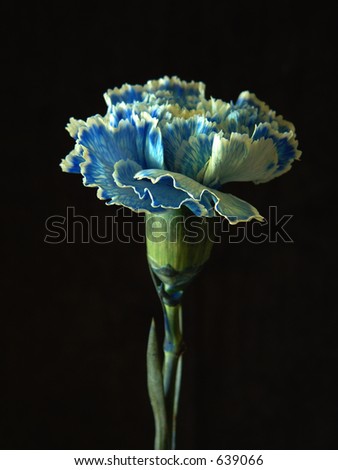 Blue Carnation