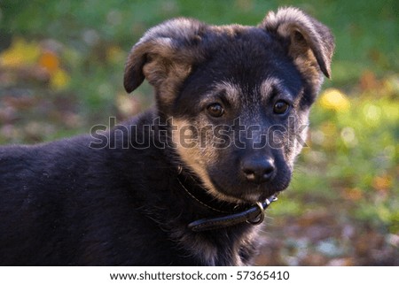 Black Brown Puppy