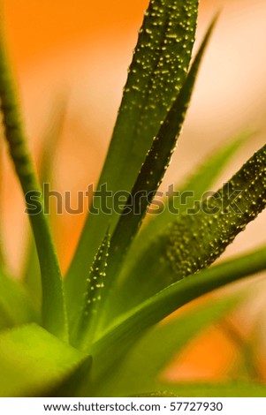 A closeup, macro view of the long, green leaves of a small aloe plant, often used as decorative greenery and for its healing properties