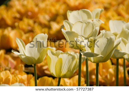 White tulip flowers open and blooming in a garden