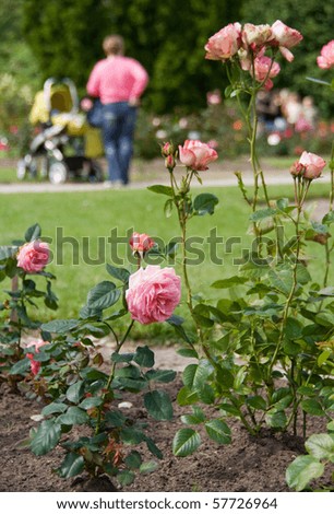 Pink roses blooming in rosarium, people with baby carriage on the background