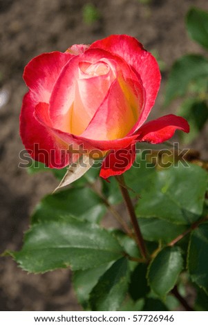 \'Double Delight\' is a hybrid tea rose; one of the Top 10 Great Growing Fragrant Roses