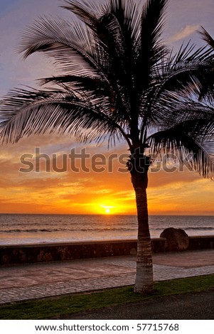 Sun is setting in the ocean, a palm tree silhouette in front