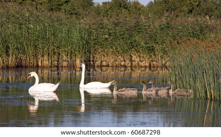 Swan family, parents with babies swimming in the lake