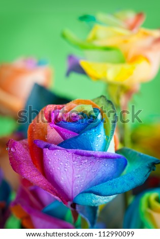 bouquet of multicolored roses (Rainbow rose)