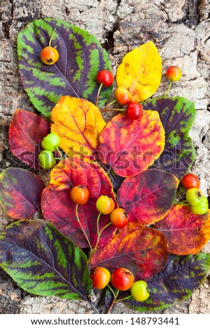 colorful autumn leaves and berries on wooden background