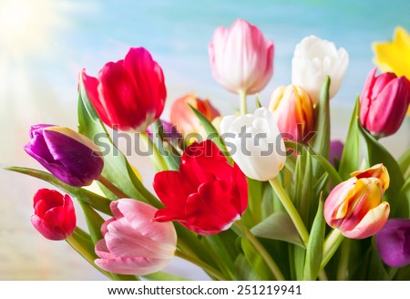 Spring background with colorful tulips