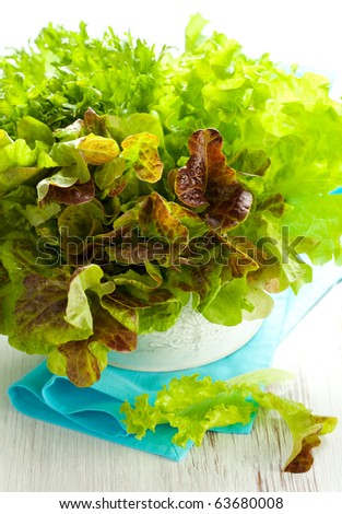 Three kinds green and red lettuce (endive,oak leaf and curly green lettuce)