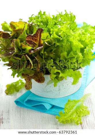 Three kinds green and red lettuce (endive,oak leaf and curly green lettuce)